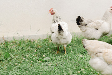 Free range chickens. 