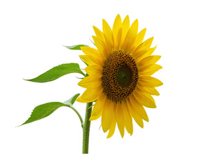 Fototapeta premium Bright yellow sunflower with green leaves isolated on transparent background