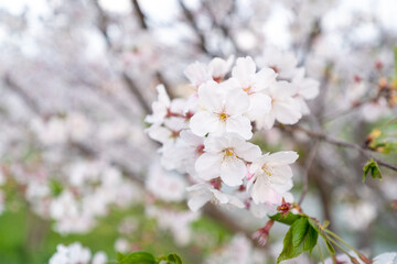 Obraz premium 桜のささやき