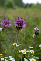 Obraz premium Close-up of two blooming knapweed flowers with fine purple petals and soft green background. A peaceful summer meadow scene highlighting wild floral beauty.