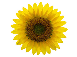 Fototapeta premium Bright yellow sunflower head with intricate seed center isolated on transparent background