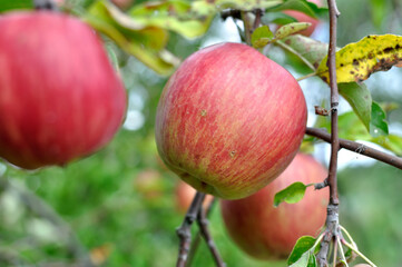 closeup of growing and ripening organic green apples on a tree  branches in the orchard