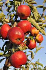closeup of growing and ripening organic green apples on a tree  branches in the orchard, vertical composition