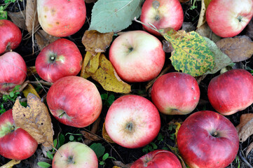 close-up of colorful ripe organic apples in the orchard at the fall