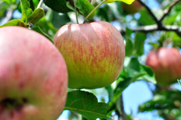 closeup of growing and ripening organic green apples on a tree  branches in the orchard