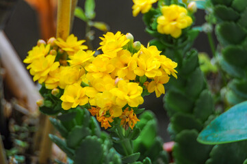 Nature beauty of close up of yellow flower cluster with customizable space for text or message. Nature beauty concept