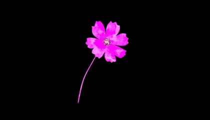 Vibrant Pink Cosmos Flower on Black Background