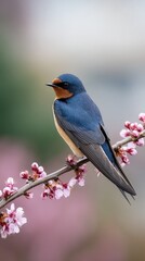 Barn swallow perched on blooming branch in springtime.