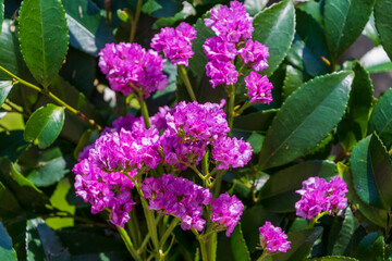 色鮮やかなスターチスの花