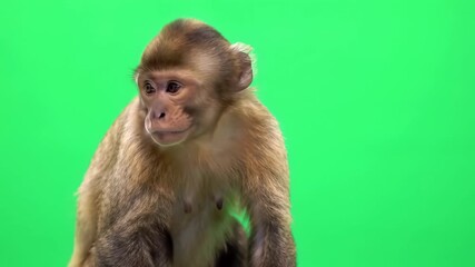 Monkey's gestures in front of a green screen suitable for chroma key, concept for educational content, motion graphics and advertising materials