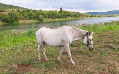 Fototapeta premium White horse grazes peacefully by a tranquil river. Horse grazing near a calm lake with lush green banks. In the background, trees and hills stretch under a cloudy sky 