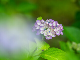 梅雨から初夏の公園や花壇を彩るアジサイのある風景。繊細で美しい装飾花の様子