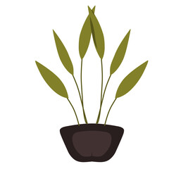 plant in a pot, house plants 