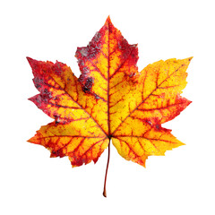 Obraz premium Vibrant autumn maple leaf with red yellow and orange hues isolated on transparent background