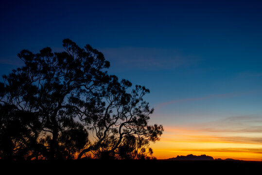 Desert sunset with silhouette of a eucalypt tree on the left of the frame