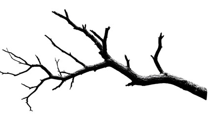 Stark silhouette skeletal tree branch against emptiness