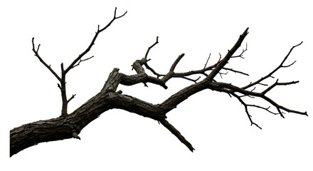 Fototapeta premium Isolated branch of a dry tree against a clean white backdrop, showcasing the detail