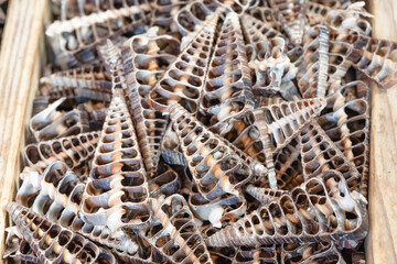 Natural seashells arranged in a wooden box showcasing intricate patterns and textures of marine life