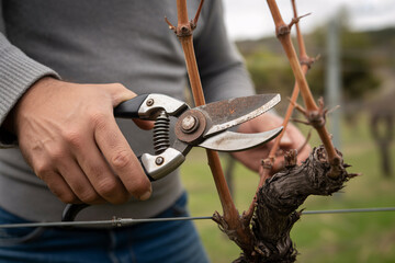 Close-up of hand using secateurs to cut grapevine. Symbol of vineyard care, pruning, and traditional winemaking practices