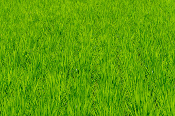 青々とした夏の水田の稲