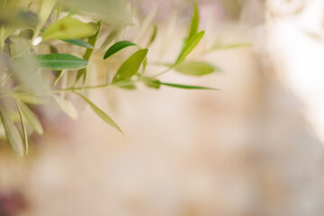 Close-up of green olive leaves against a blurred background. The image captures the delicate texture and vibrant color of the leaves, emphasizing nature's beauty.