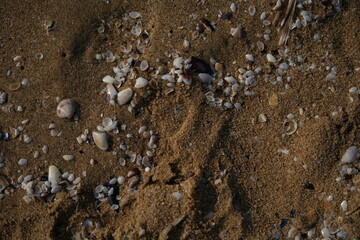 sea shells on sandy beach close-up sea shells scattered on a sandy beach. natural coastal texture with broken and whole shells on golden sand. perfect for beach, vacation, travel, and background-theme
