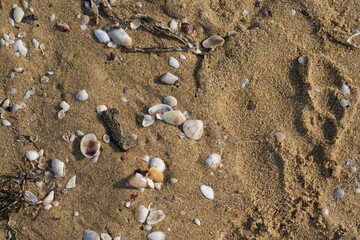 sea shells on sandy beach close-up sea shells scattered on a sandy beach. natural coastal texture with broken and whole shells on golden sand. perfect for beach, vacation, travel, and background-theme