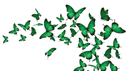 green leaves on white background