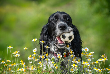Portrait of a smiling dog with long ears of the spaniel breed. The dog is sitting in white flowers and holding a black and white toy ball in its mouth.
