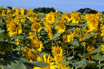 太陽に向かって咲くひまわり