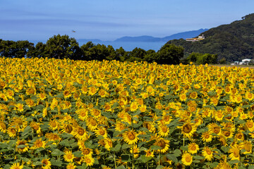 青空に映えるひまわり畑