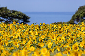 海の見えるひまわり畑