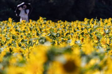 ひまわり畑