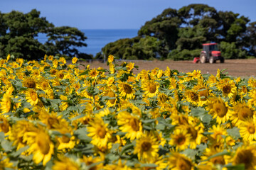 真夏の海とひまわり畑