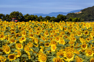 青空に映えるひまわり畑