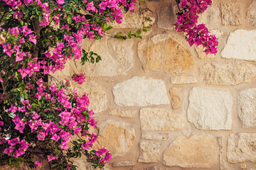 Vibrant bougainvillea flowers in shades of pink against a rustic stone wall. The scene captures a...