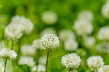 シロツメクサが咲き誇る春の草原