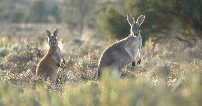 Red Kangaroo standing in outback grassland
