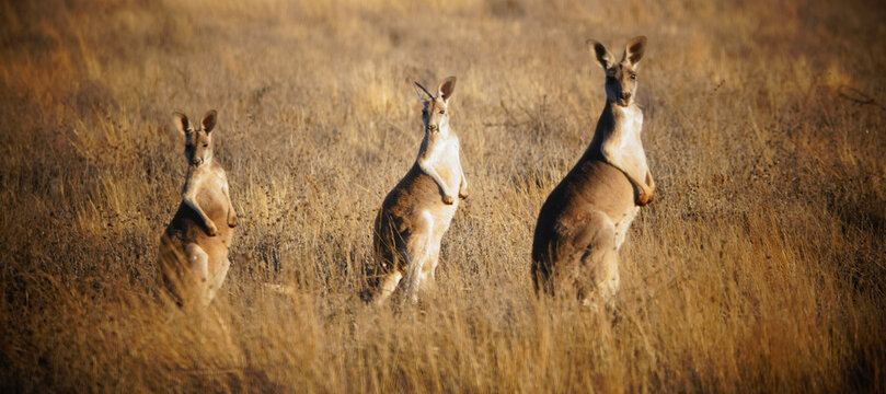 Red Kangaroo standing in outback grassland