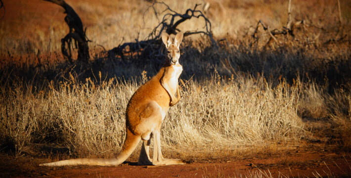 Red Kangaroo standing in outback grassland