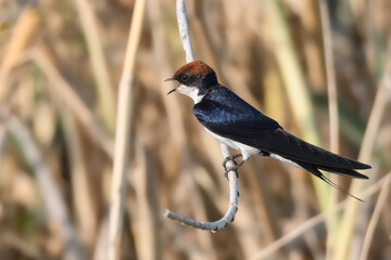 Wire-tailed Swallow Hirundo smithii Small, elegant bird with long, wire-like tail streamers. Glossy blue plumage. Found near water bodies, catches insects in flight with swift, graceful maneuvers