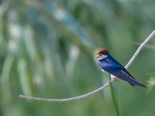 Wire-tailed Swallow Hirundo smithii Small, elegant bird with long, wire-like tail streamers. Glossy blue plumage. Found near water bodies, catches insects in flight with swift, graceful maneuvers
