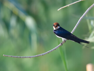 Wire-tailed Swallow Hirundo smithii Small, elegant bird with long, wire-like tail streamers. Glossy blue plumage. Found near water bodies, catches insects in flight with swift, graceful maneuvers