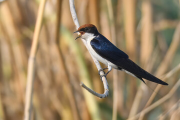 Wire-tailed Swallow Hirundo smithii Small, elegant bird with long, wire-like tail streamers. Glossy blue plumage. Found near water bodies, catches insects in flight with swift, graceful maneuvers