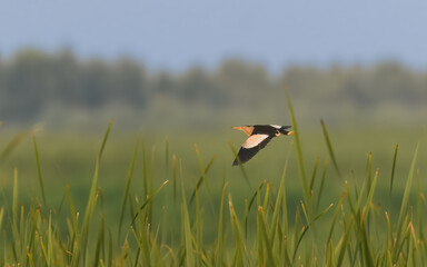 Little Bittern Ixobrychus minutus Males black back crown females browner. Reed beds wetlands swamps Indus River. Feeds on fish insects amphibians Secretive migratory migration summer breeder heron