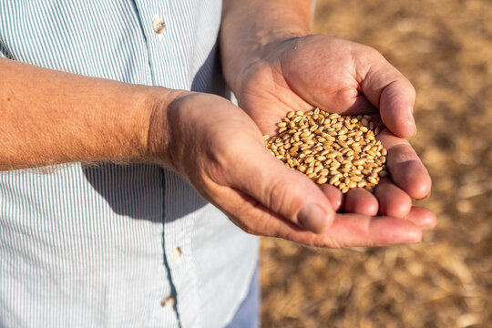 Farmer holding a sample of wheat seeds at harvest time