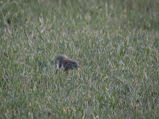 Lesser bandicoot rat Bandicota bengalensis fleeing through Pakistan farmland - crop pest rodent with short tail and digging claws wildlife nature photography