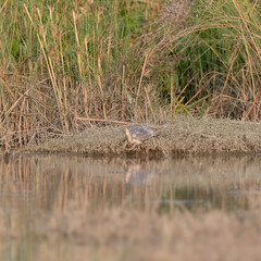 Brown Roofed Turtle Pangshura smithii Near Threatened IUCN Red List Threatened Species wetlands swamp Indus River Pakistan freshwater turtle threats habitat loss poaching illegal trade South Asia