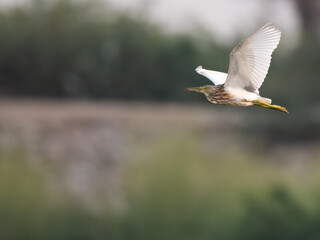 Indian Pond Heron Ardeola grayii camouflaged wetland bird Pakistan marshes paddyfields patient hunter South Asia wildlife nature photography birding conservation biodiversity