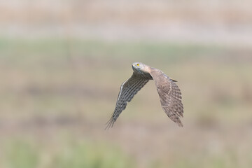 Shikra Accipiter badius juvenile flight flying hunting Agile hunter darts through trees, bushes, snatches birds and rodents. Common falconry bird in Pakistan